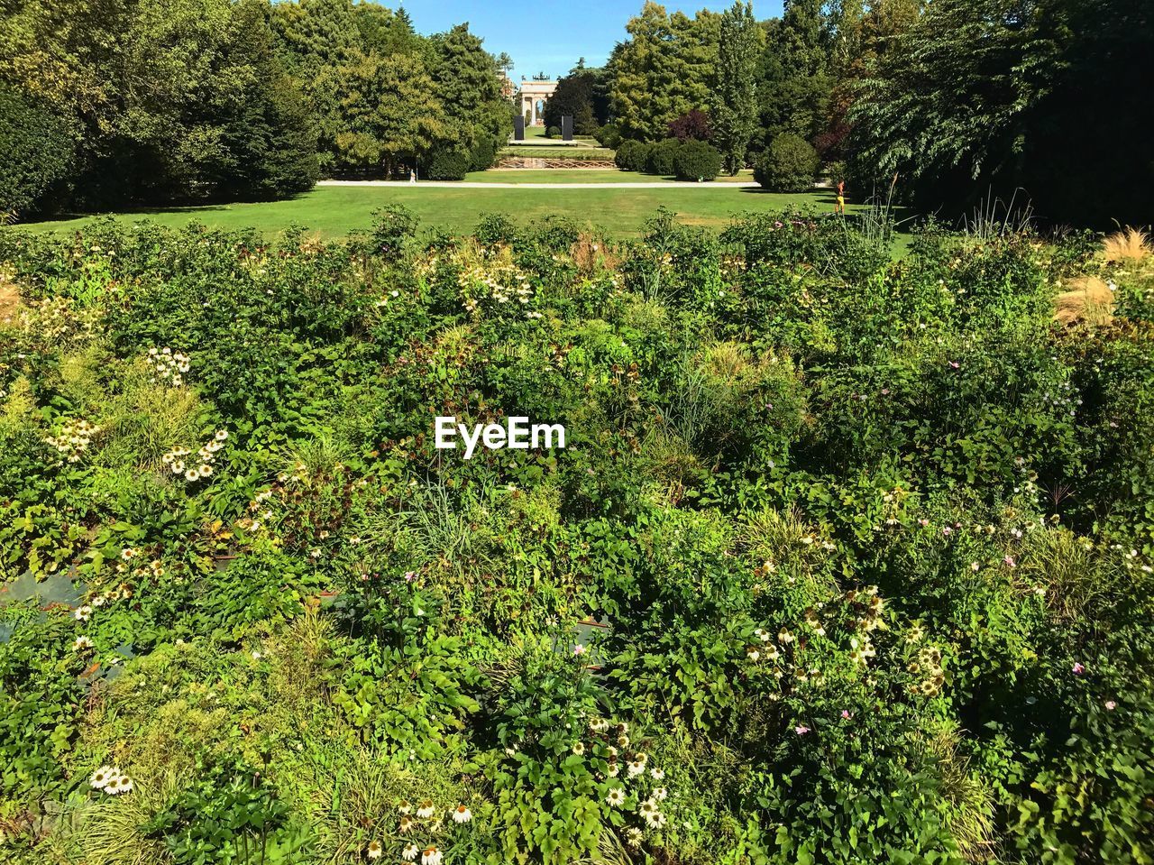 PLANTS AND TREES GROWING ON PLANT