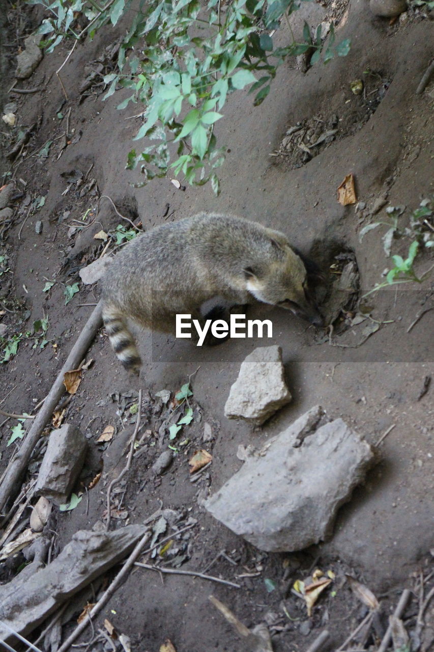 HIGH ANGLE VIEW OF TURTLE