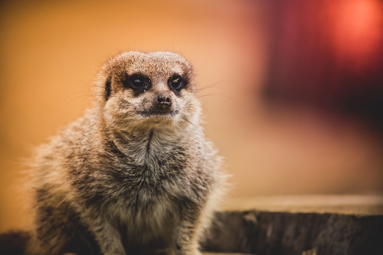 Close-up of meerkat looking away