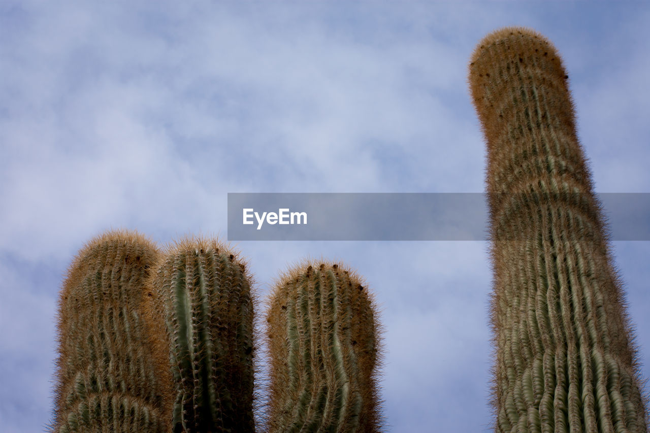 LOW ANGLE VIEW OF CACTUS