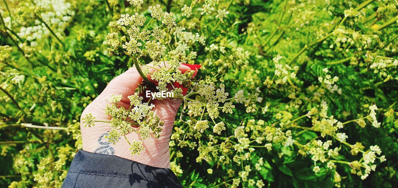 PERSON HOLDING RED PLANT