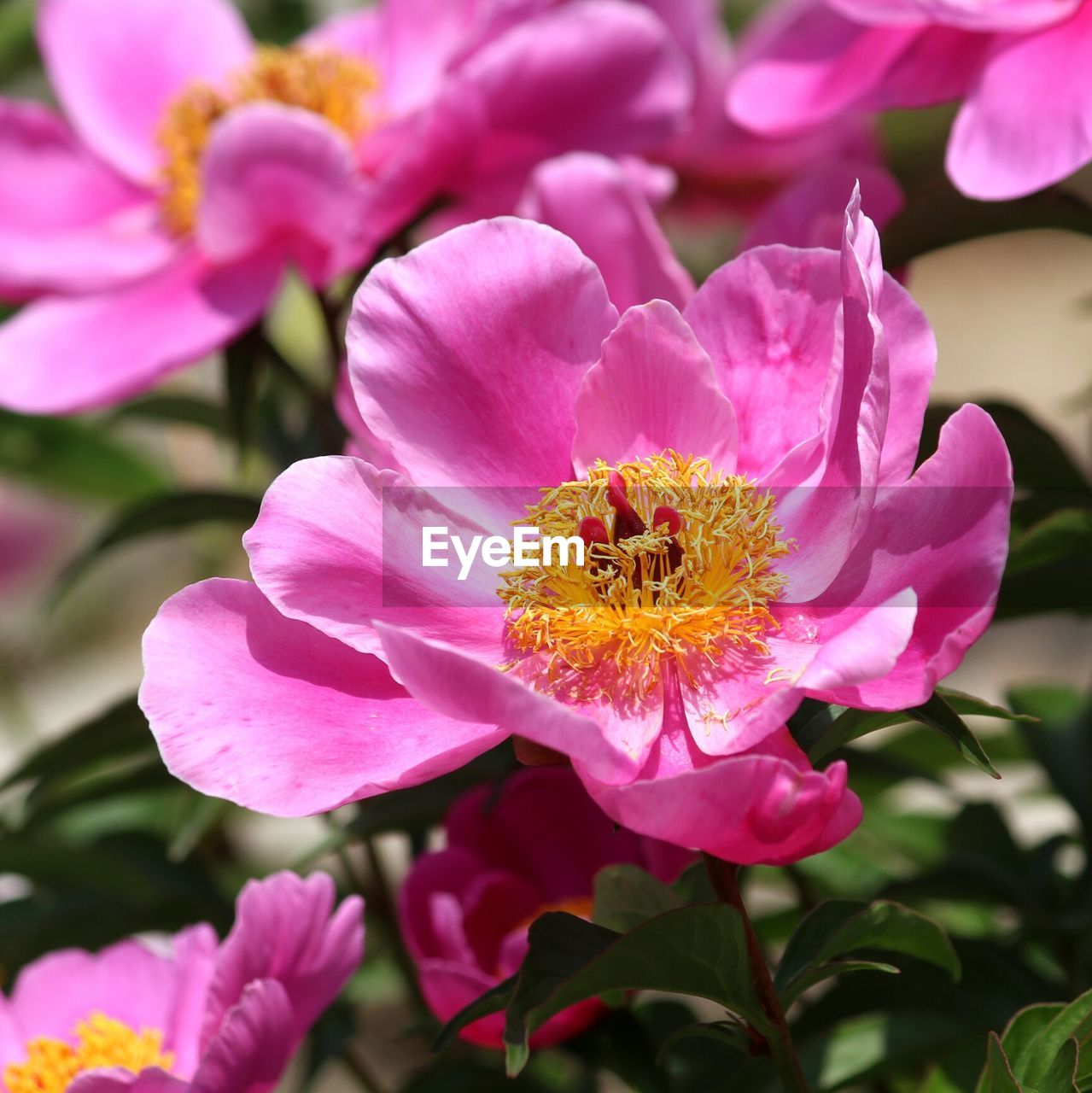 CLOSE-UP OF HONEY BEE ON PINK FLOWER