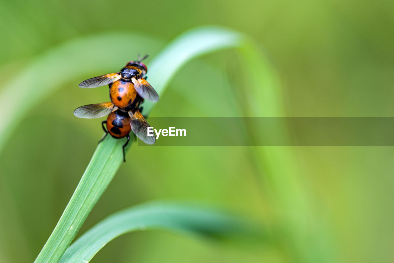 CLOSE-UP OF BEE POLLINATING ON A PLANT