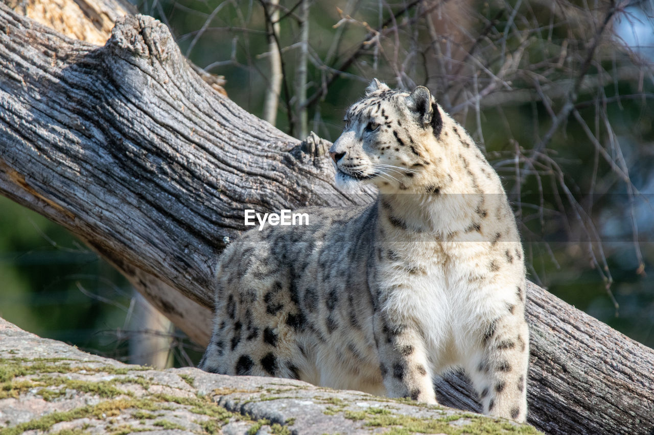 Snow leopard 