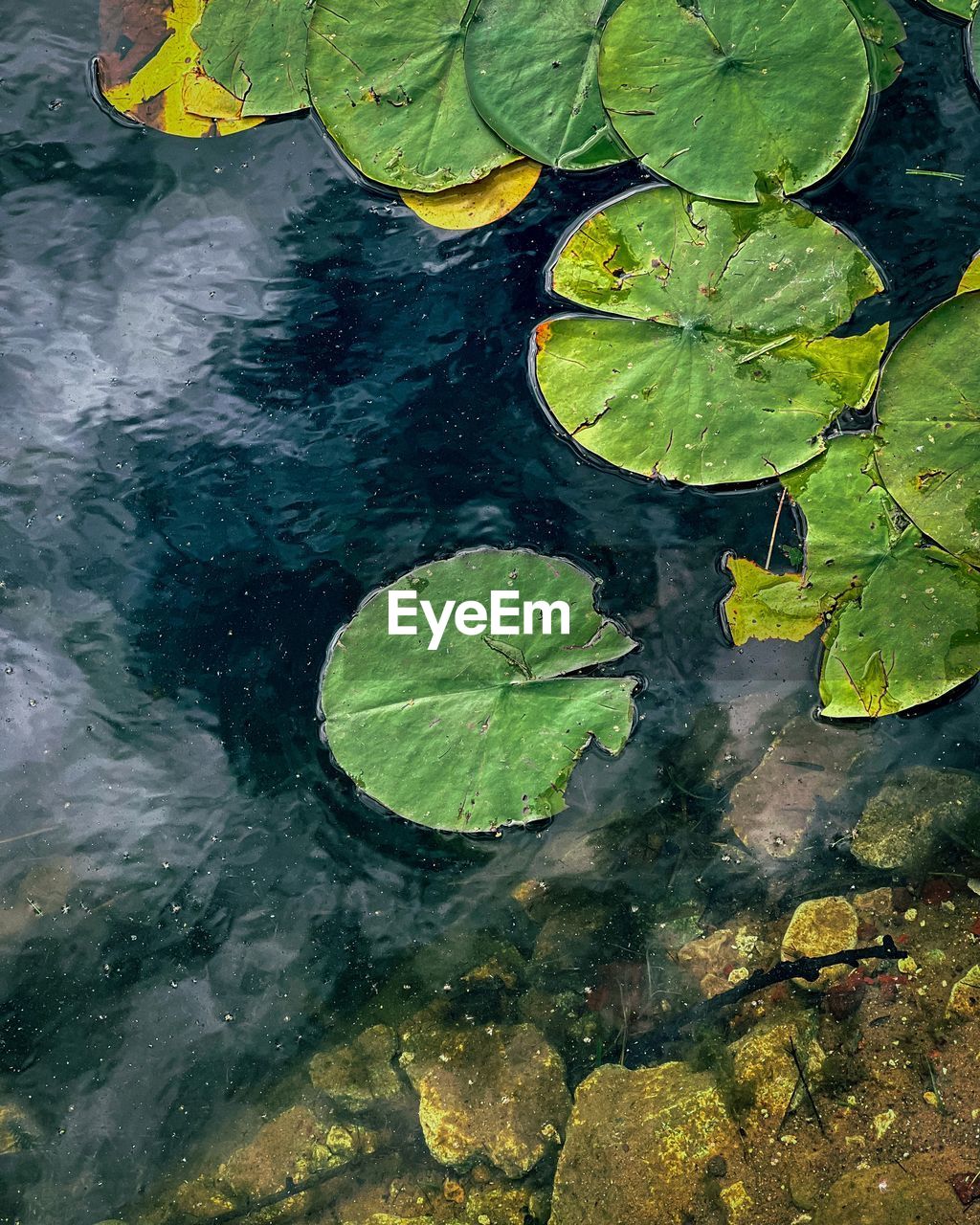 green, leaf, water, plant part, nature, floating, lake, floating on water, high angle view, no people, water lily, beauty in nature, day, plant, reflection, yellow, outdoors, leaves, growth, tranquility, flower, close-up, wet, waterfront