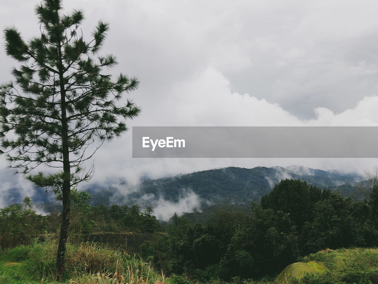 SCENIC VIEW OF TREES AGAINST SKY