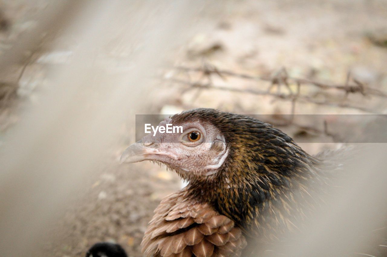 Close-up of a bird  hen  chick