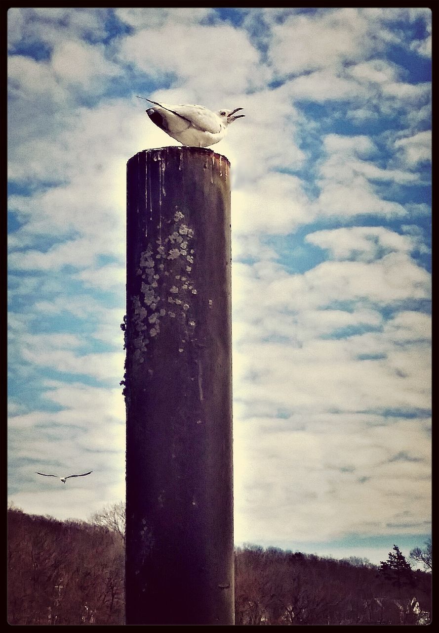 Seagull on pole against cloudy sky