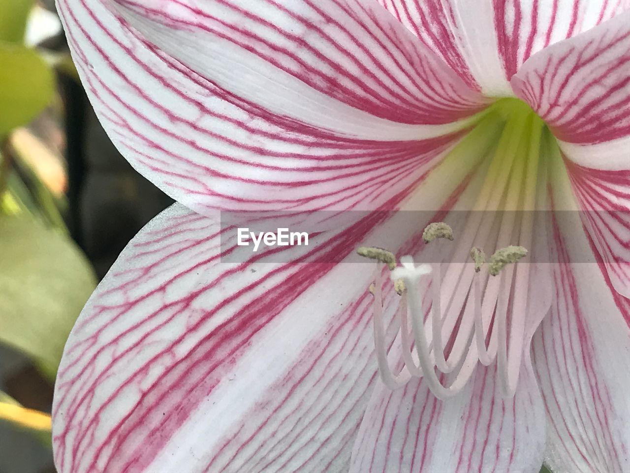 CLOSE-UP OF PINK FLOWER BLOOMING OUTDOORS