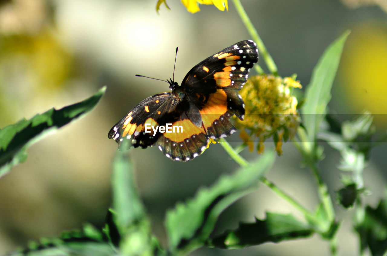 Close-up of butterfly on flower