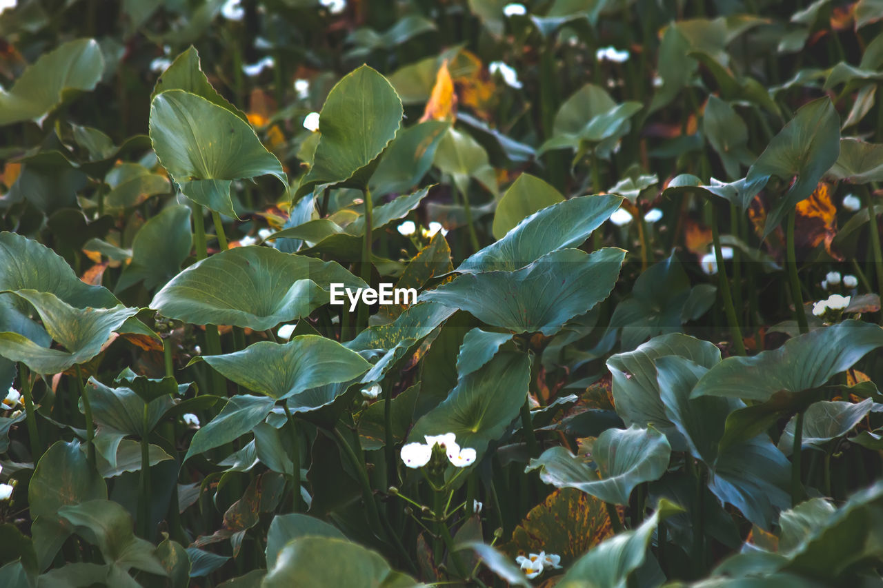 low angle view of leaves