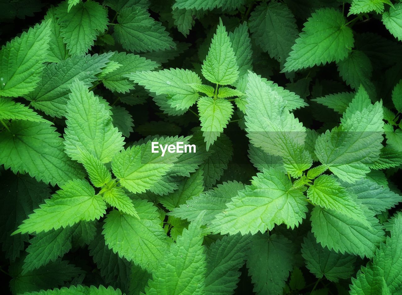 Nettle leaves background