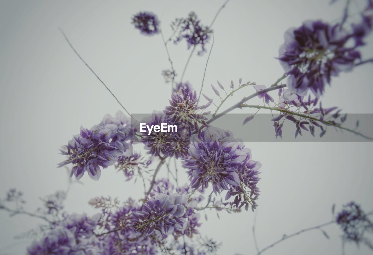 CLOSE-UP OF PURPLE FLOWERS BLOOMING