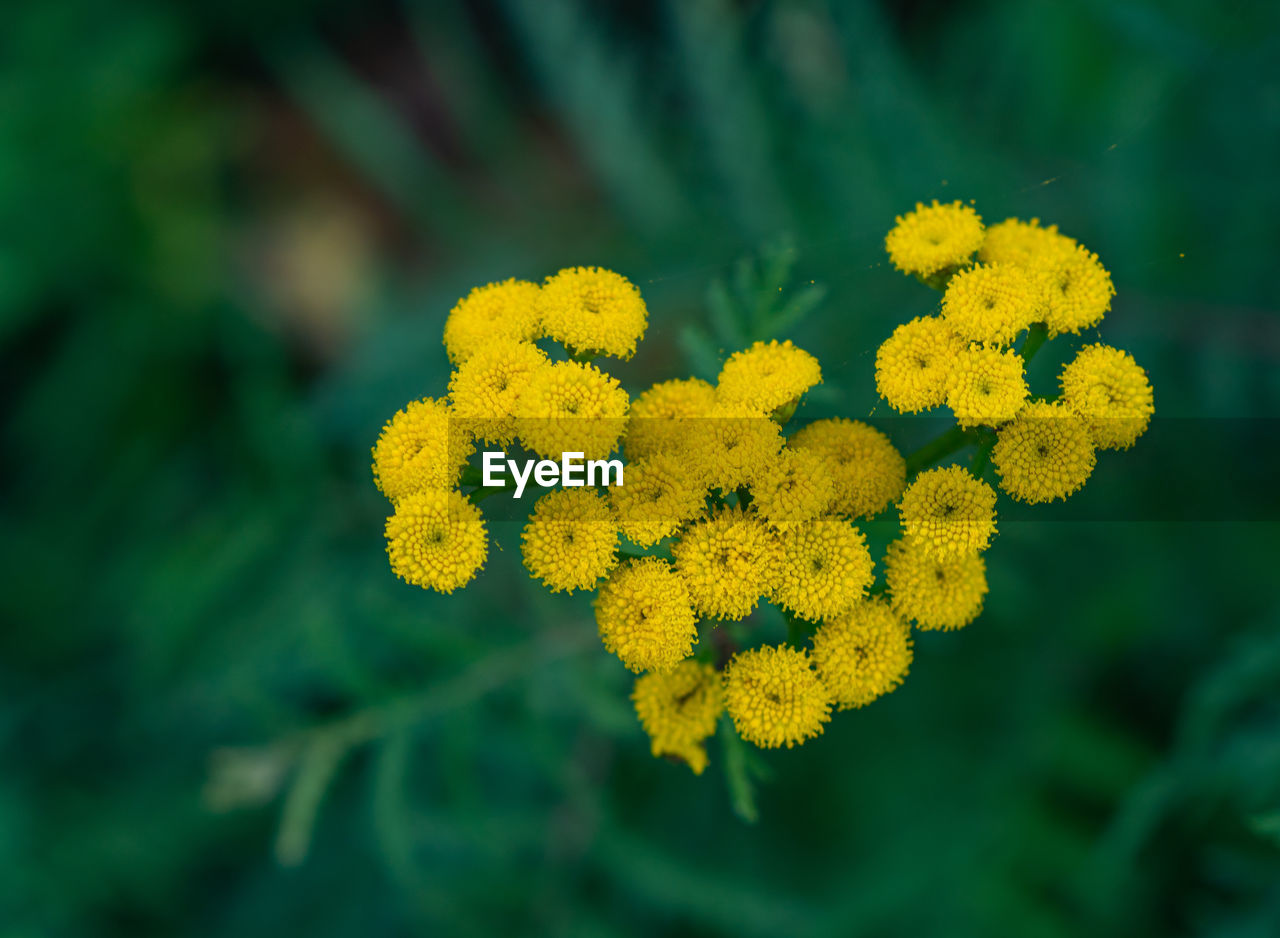 Close-up of yellow flowering plant on field