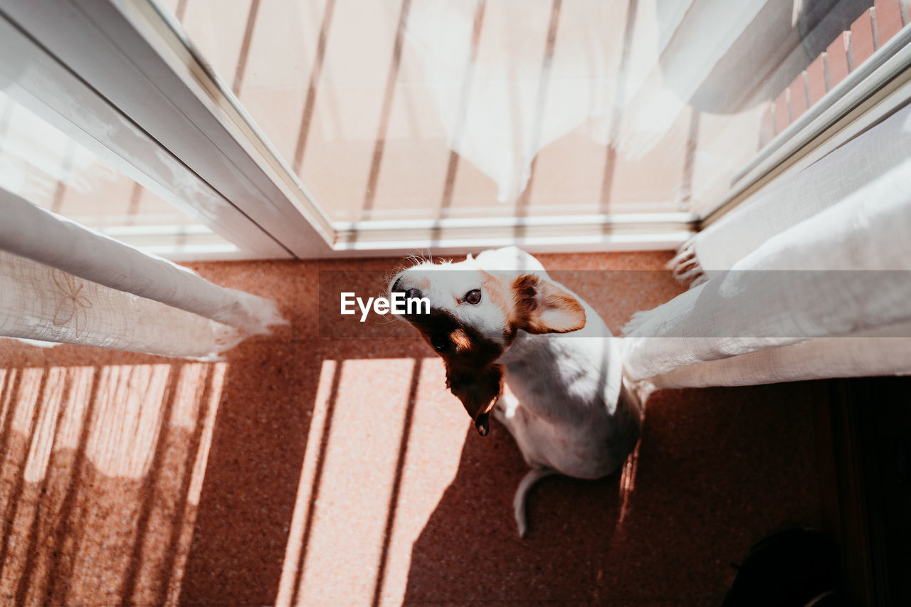 Portrait of dog by window