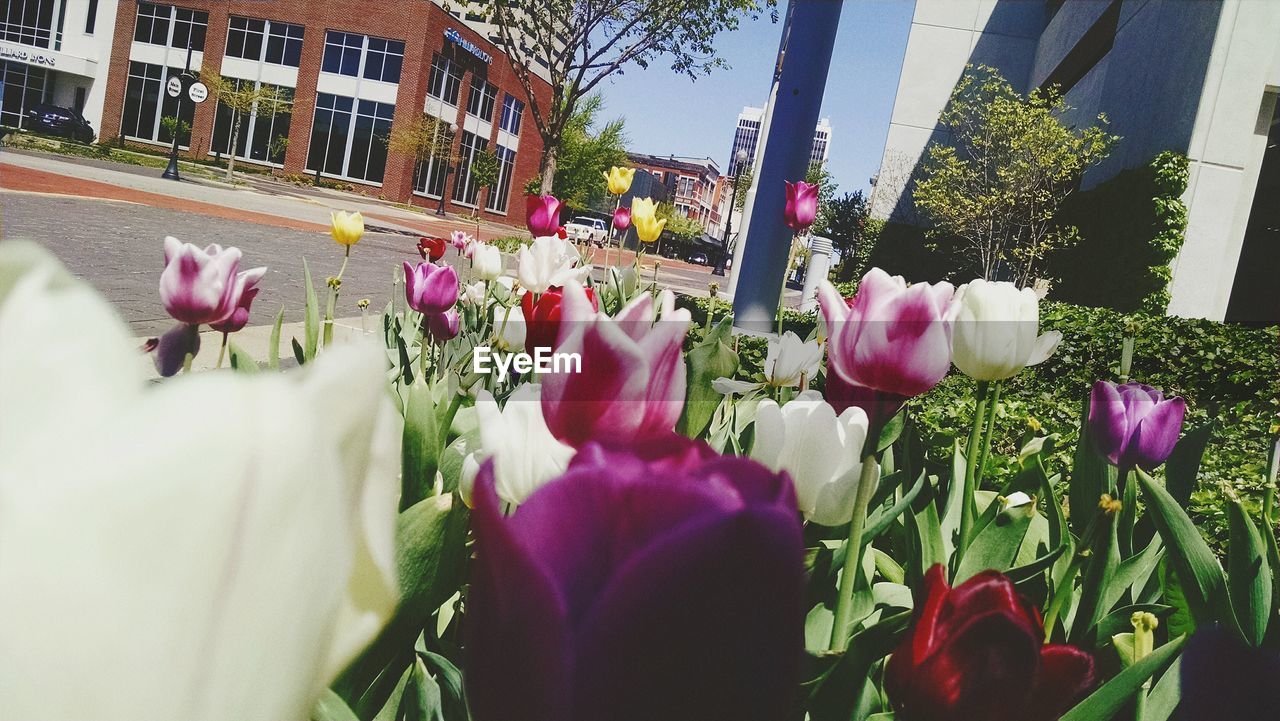 Close-up of tulip flowers with buildings in background