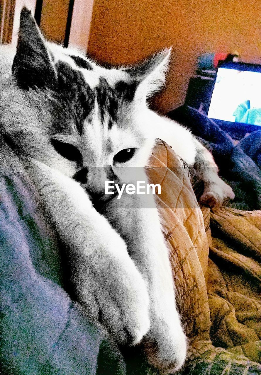 CLOSE-UP PORTRAIT OF CAT RELAXING ON FLOOR