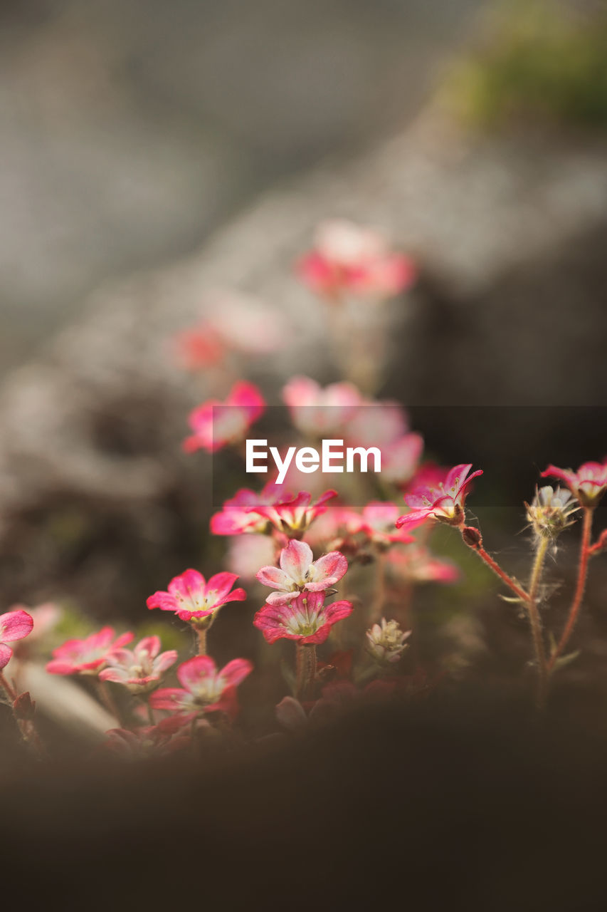 Beautiful Garden Flowers Beauty In Nature Close-up Day Flower Flower Head Flowering Plant Fragility Freshness Garden Growth Inflorescence Nature No People Outdoors Petal Pink Color Plant Selective Focus Vulnerability