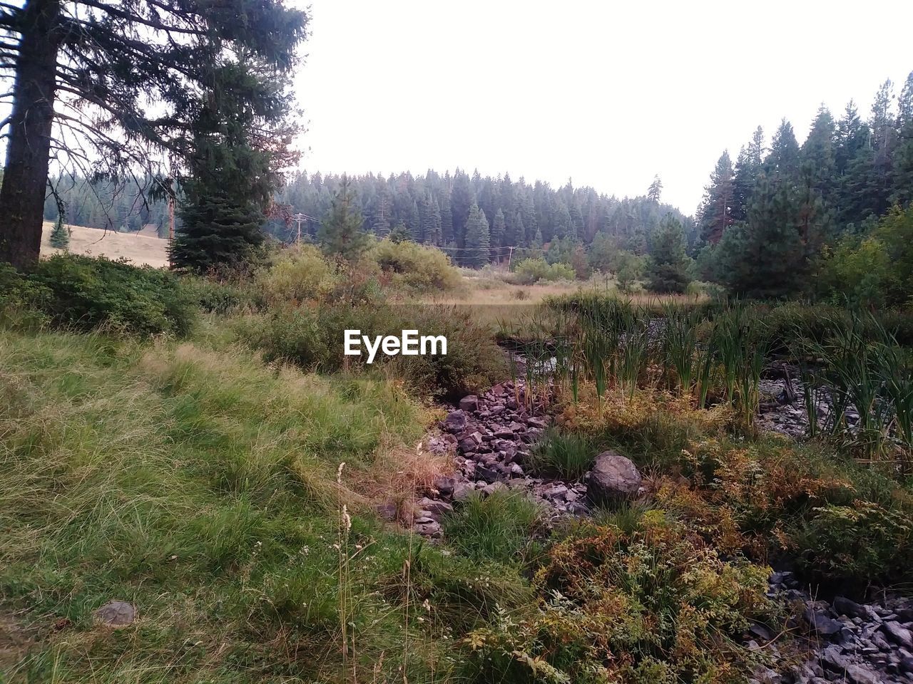 PLANTS GROWING IN FOREST