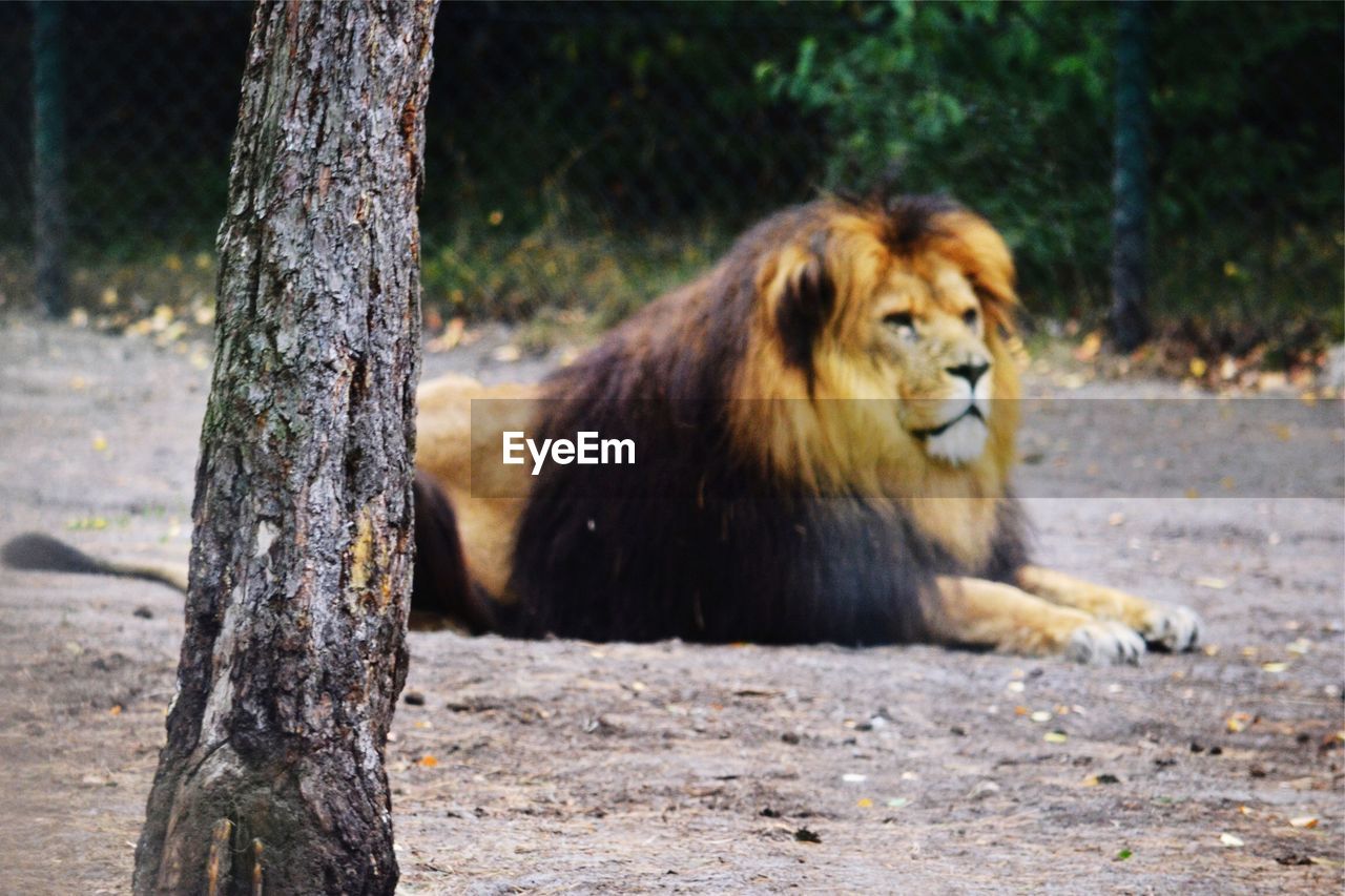 Lion on ground in zoo