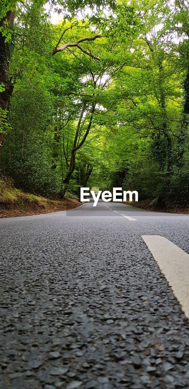 SURFACE LEVEL OF ROAD AMIDST TREES