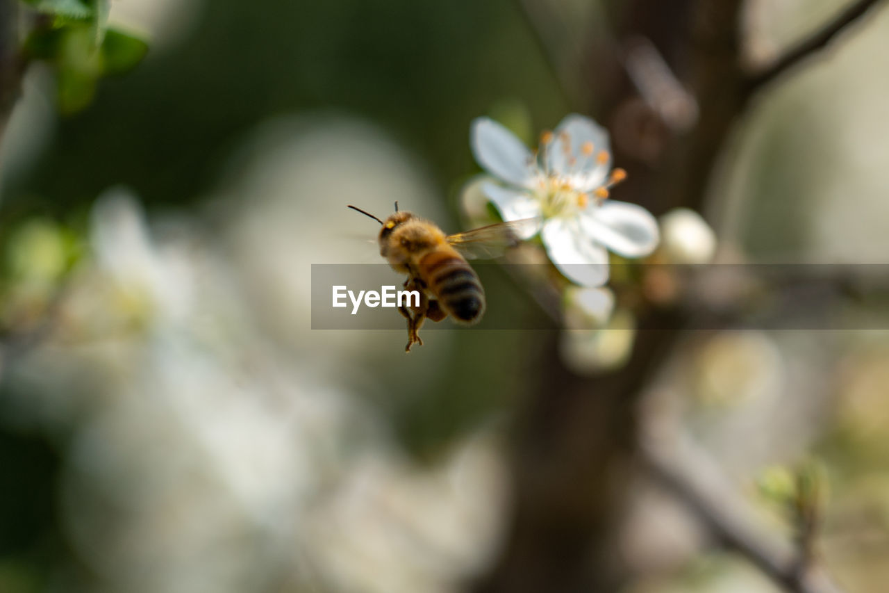 animal wildlife, animal themes, animal, insect, wildlife, plant, beauty in nature, one animal, bee, flower, honey bee, close-up, nature, fragility, flowering plant, freshness, no people, branch, macro photography, selective focus, focus on foreground, day, outdoors, flying, tree, food, wasp, macro, blossom, petal, growth, flower head, springtime, white, pollination, eating