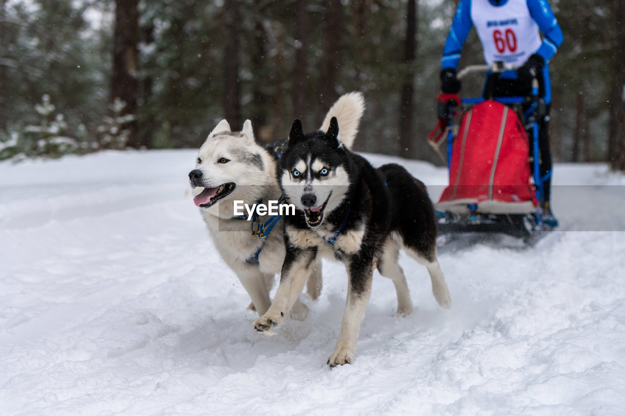 DOGS RUNNING IN SNOW