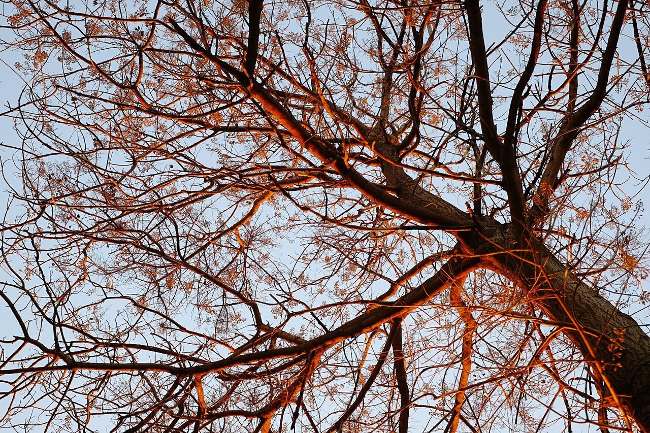 LOW ANGLE VIEW OF TREE AGAINST THE SKY