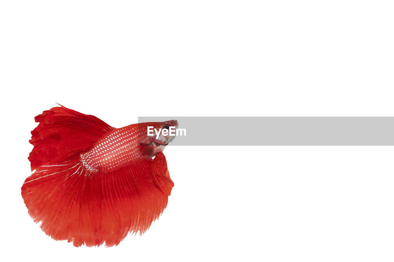 Close-up of red fish against white background