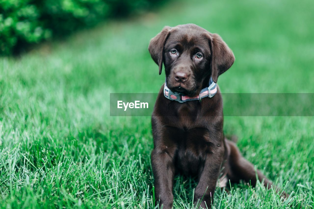 Chocolate labrador sitting on grassy field