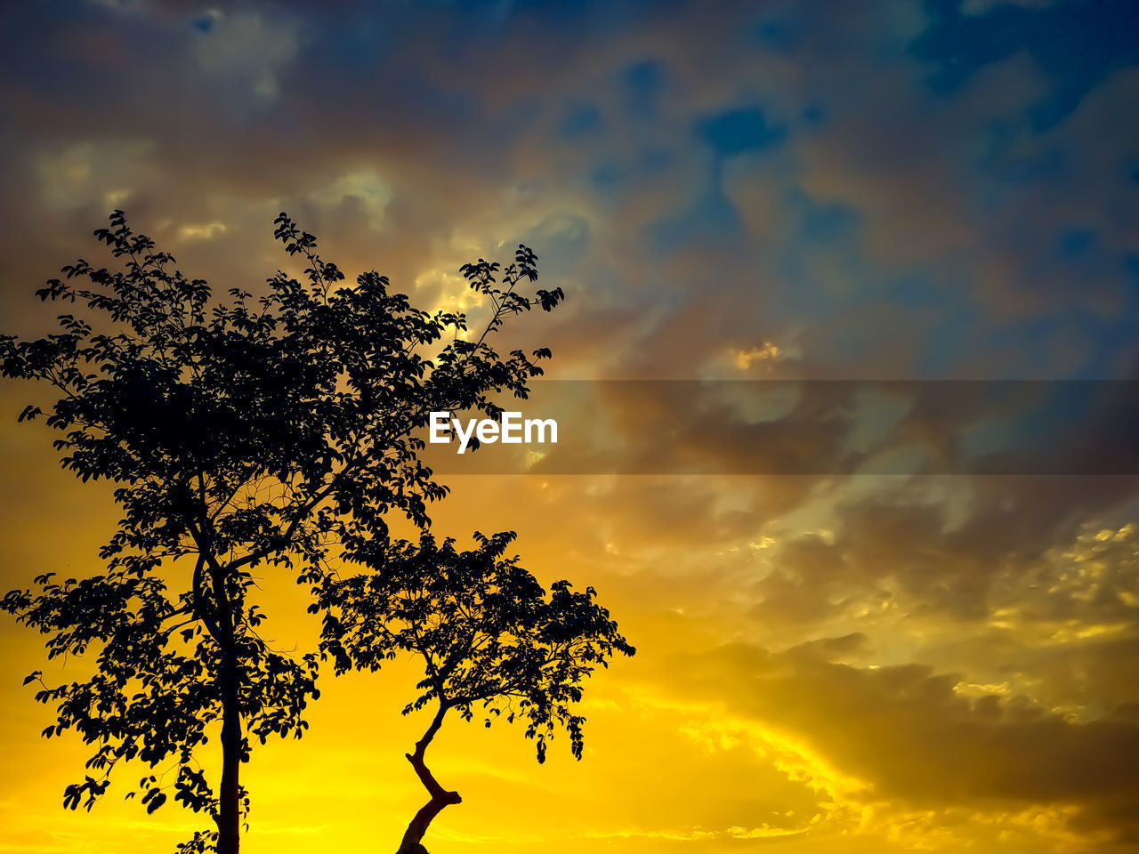 Low angle view of silhouette tree against orange sky