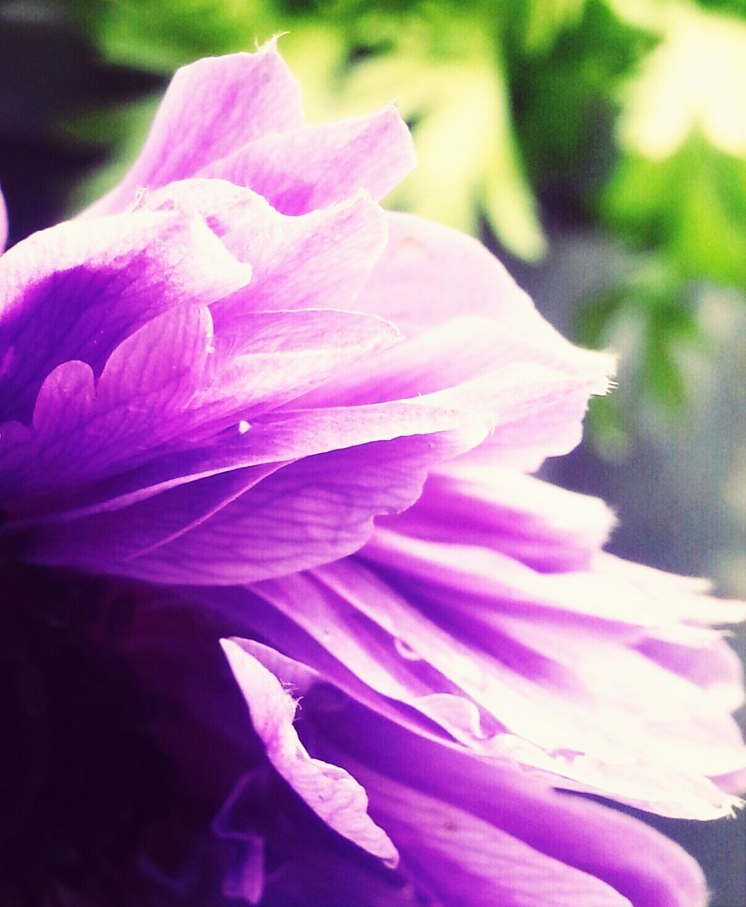 Petals of purple flower