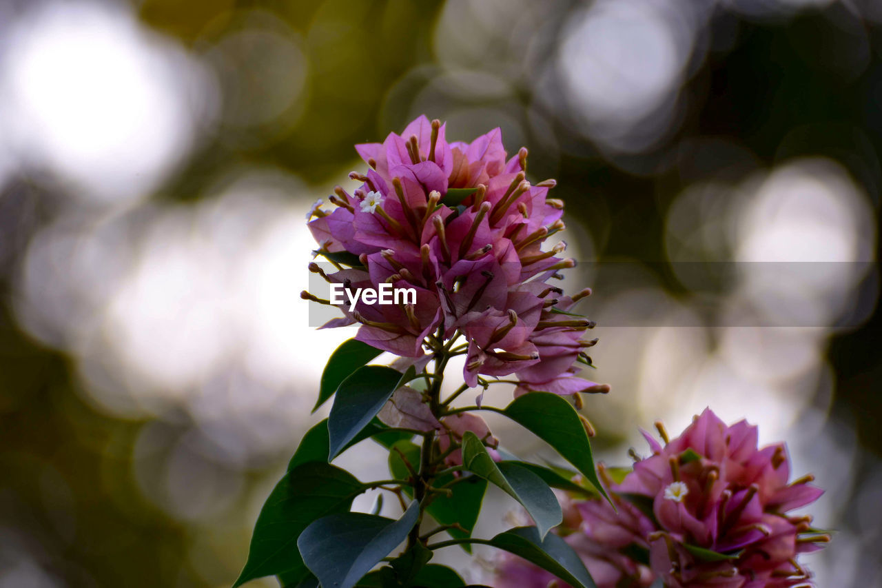 CLOSE-UP OF PINK FLOWER PLANT