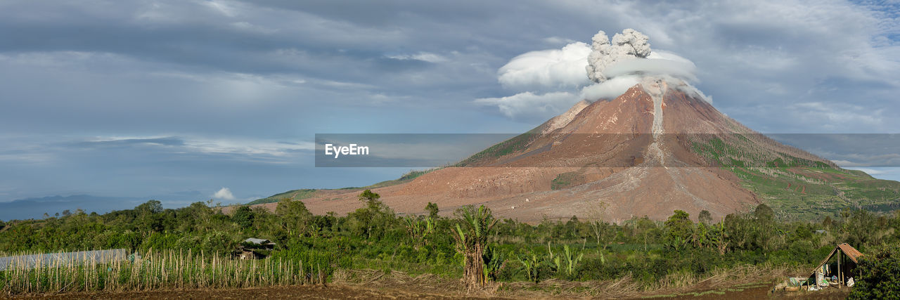 PANORAMIC VIEW OF TREES ON MOUNTAIN