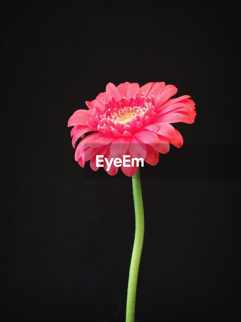 Close-up of gerbera daisy against black background