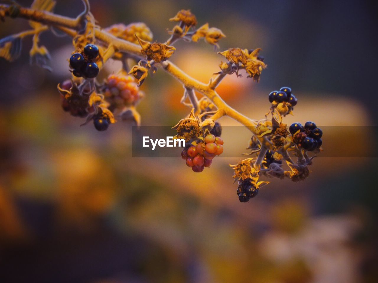 Close-up of berries growing on tree