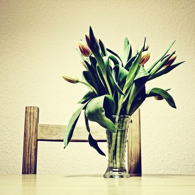 CLOSE-UP OF POTTED PLANTS