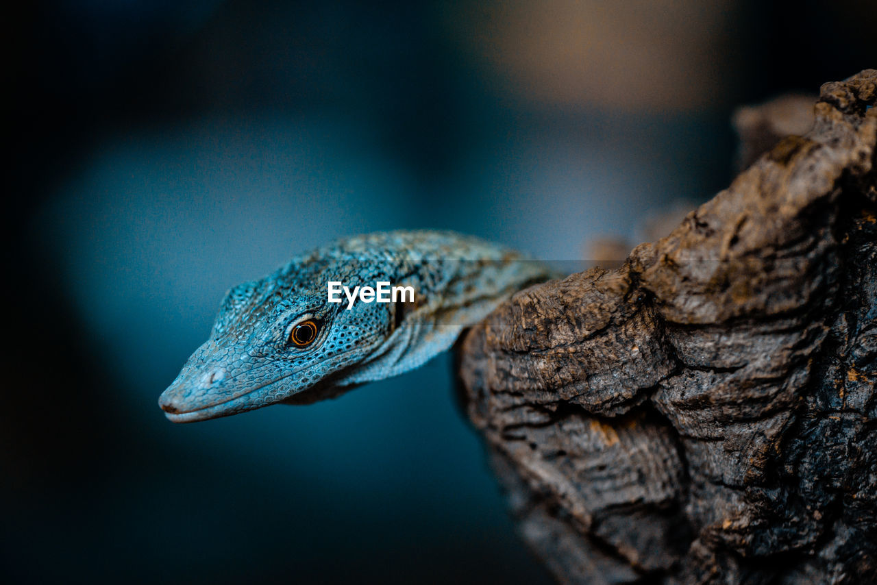 Close up of reptile