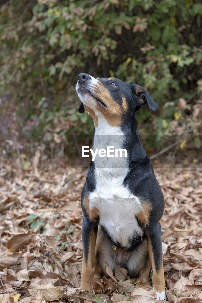 VIEW OF DOG SITTING ON FIELD