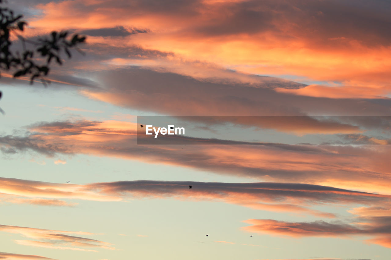 LOW ANGLE VIEW OF SILHOUETTE BIRDS FLYING AGAINST ORANGE SKY