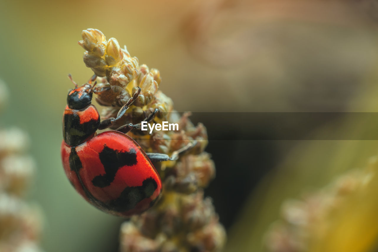 Close-up of ladybug on plant