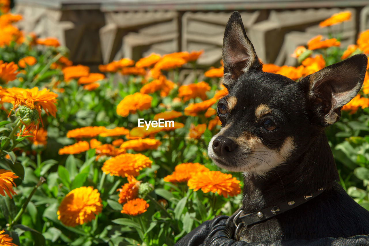 Close-up of chihuahua by orange flowers at park