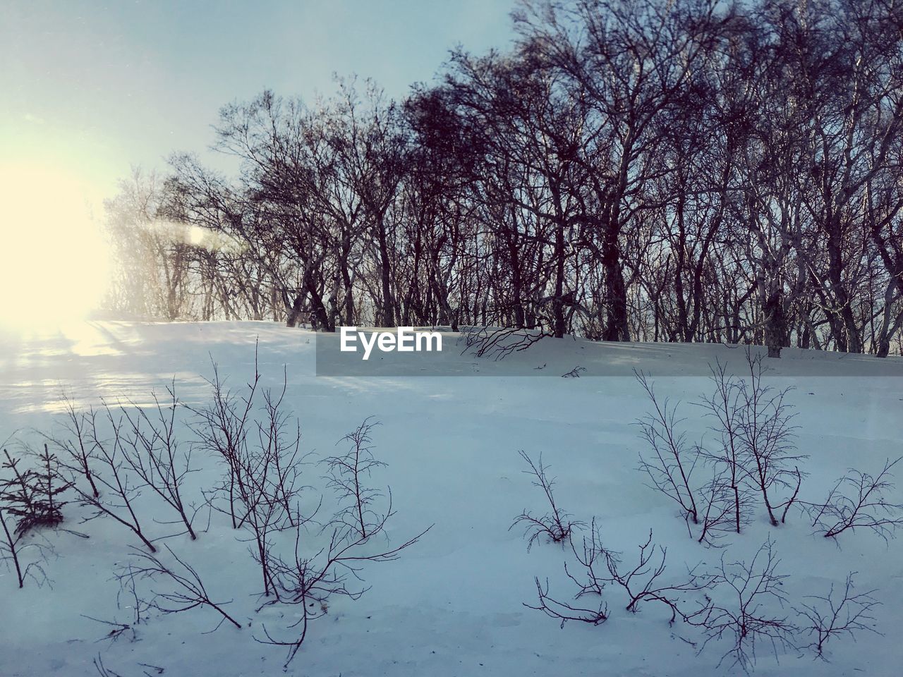 BARE TREES AGAINST SKY DURING WINTER