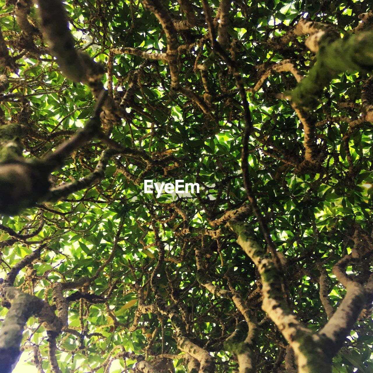 LOW ANGLE VIEW OF TREE BRANCHES