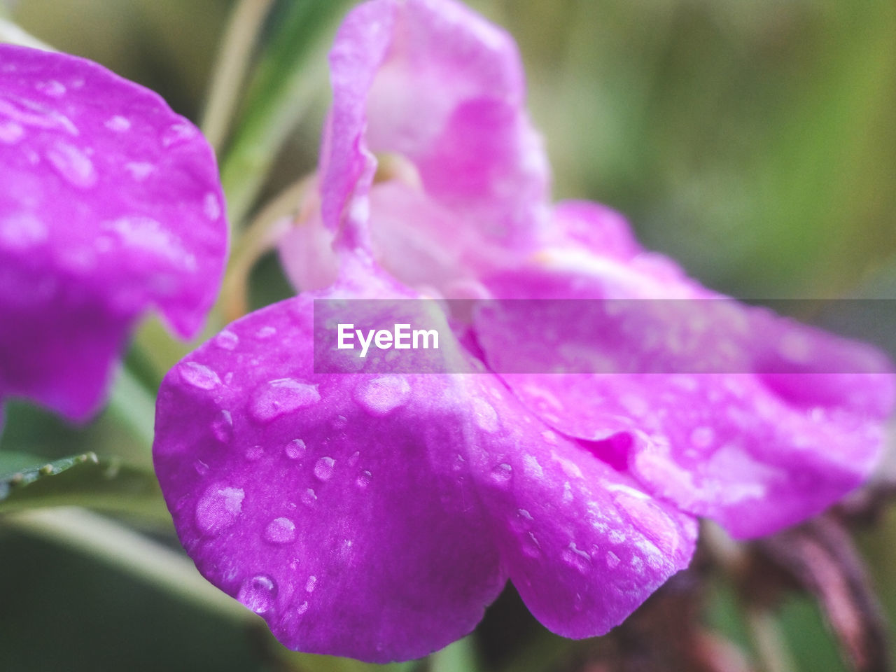 CLOSE-UP OF WATER DROPS ON PINK FLOWER