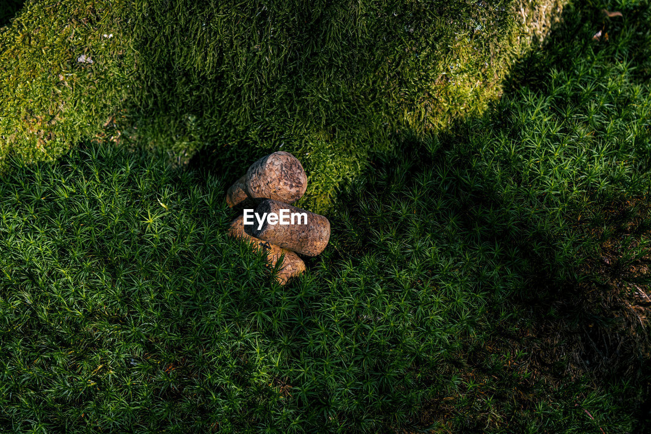 green, plant, high angle view, grass, nature, tree, leaf, no people, growth, land, day, forest, wildlife, lawn, outdoors, woodland, animal, field, animal themes, sunlight, animal wildlife, directly above, soil, beauty in nature