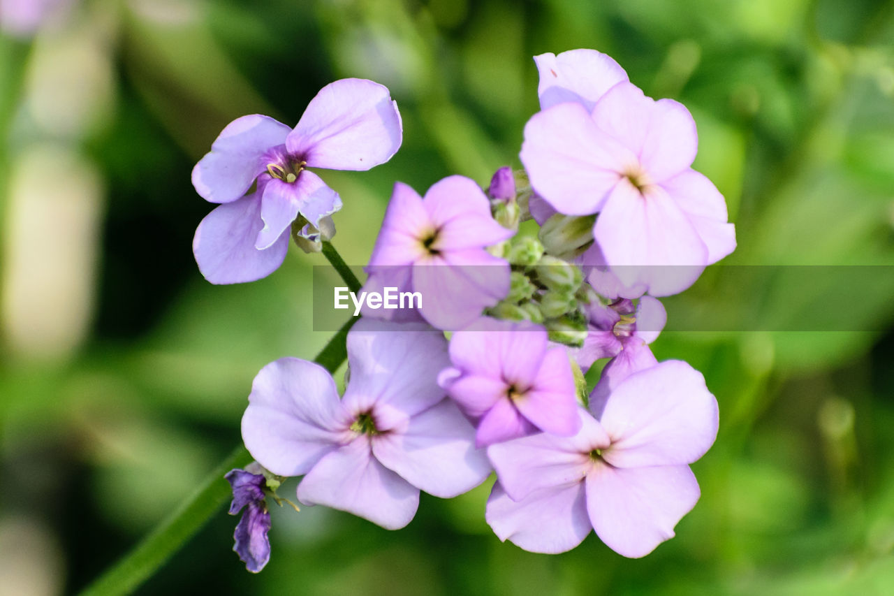 CLOSE-UP OF PURPLE FLOWERS BLOOMING OUTDOORS