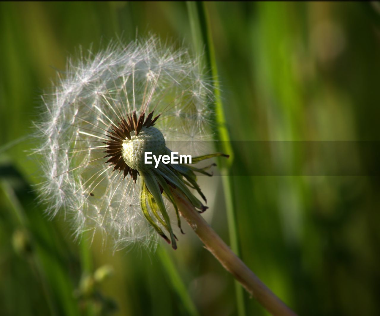 Close-up of dandelion flower