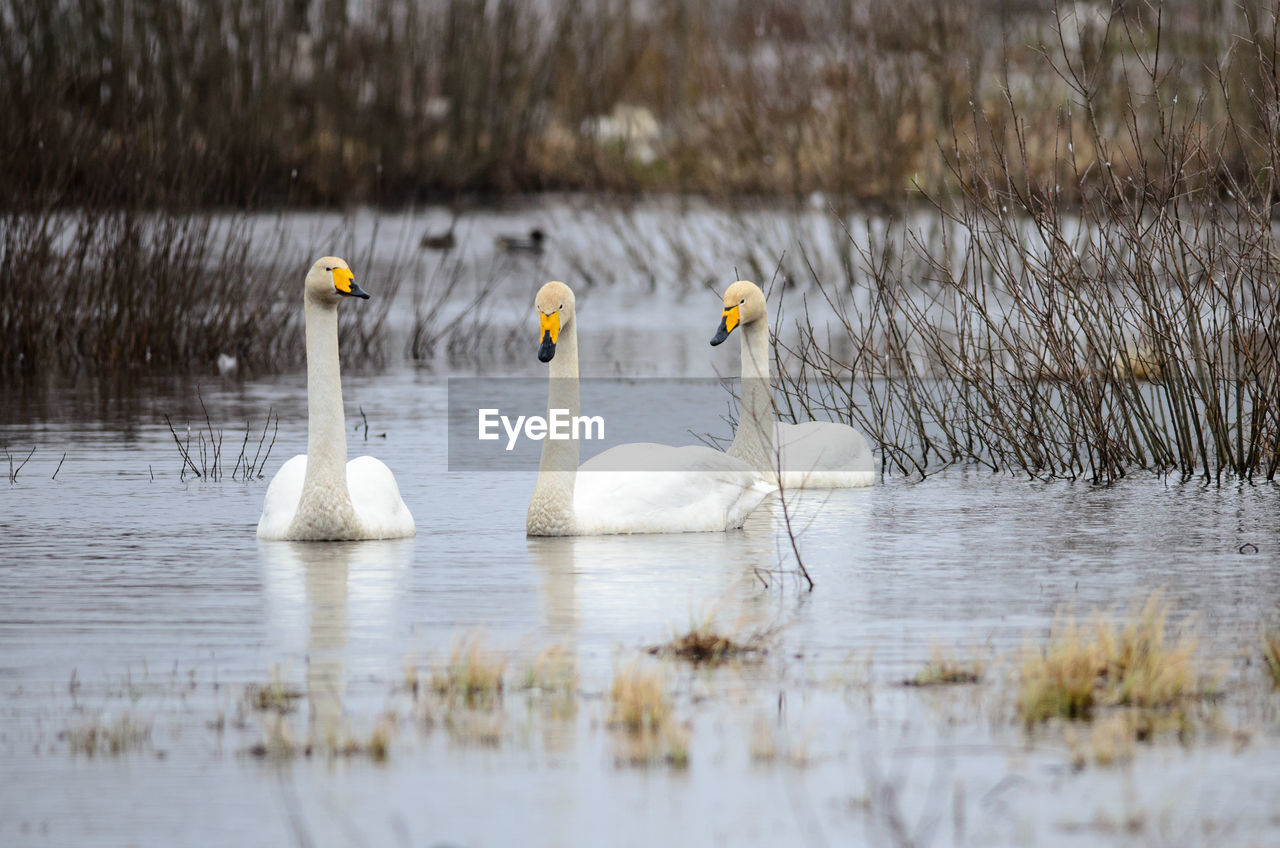 Whooper swans at lake hornborga