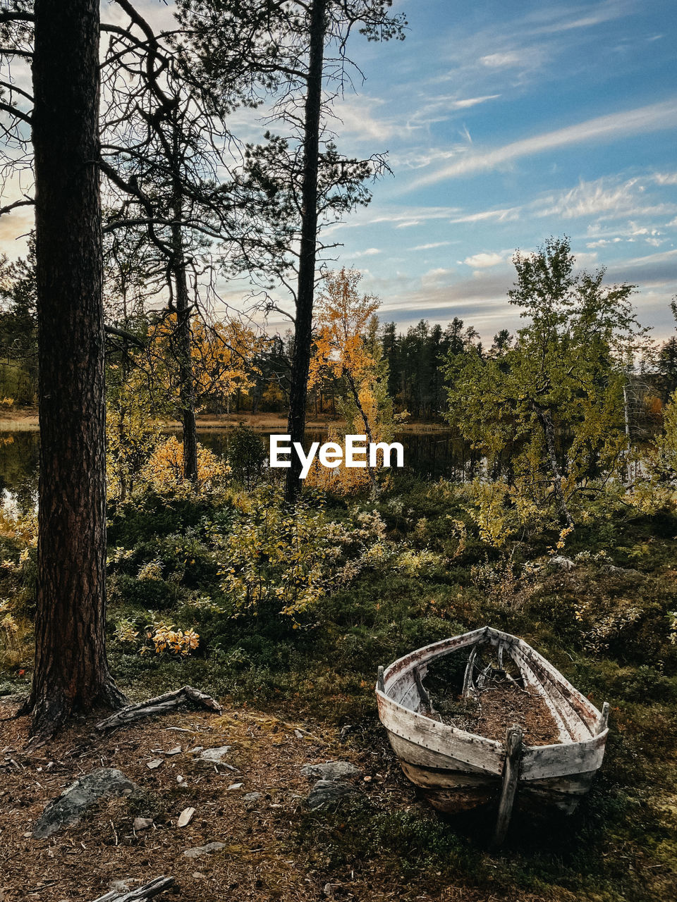 Trees on field against sky